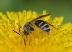 Andrena nasonii