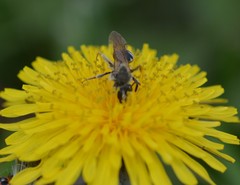 Andrena nasonii