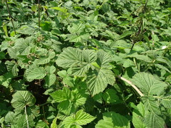 Rubus × idaeoides