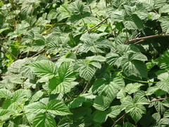 Rubus × idaeoides