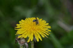 Andrena nasonii