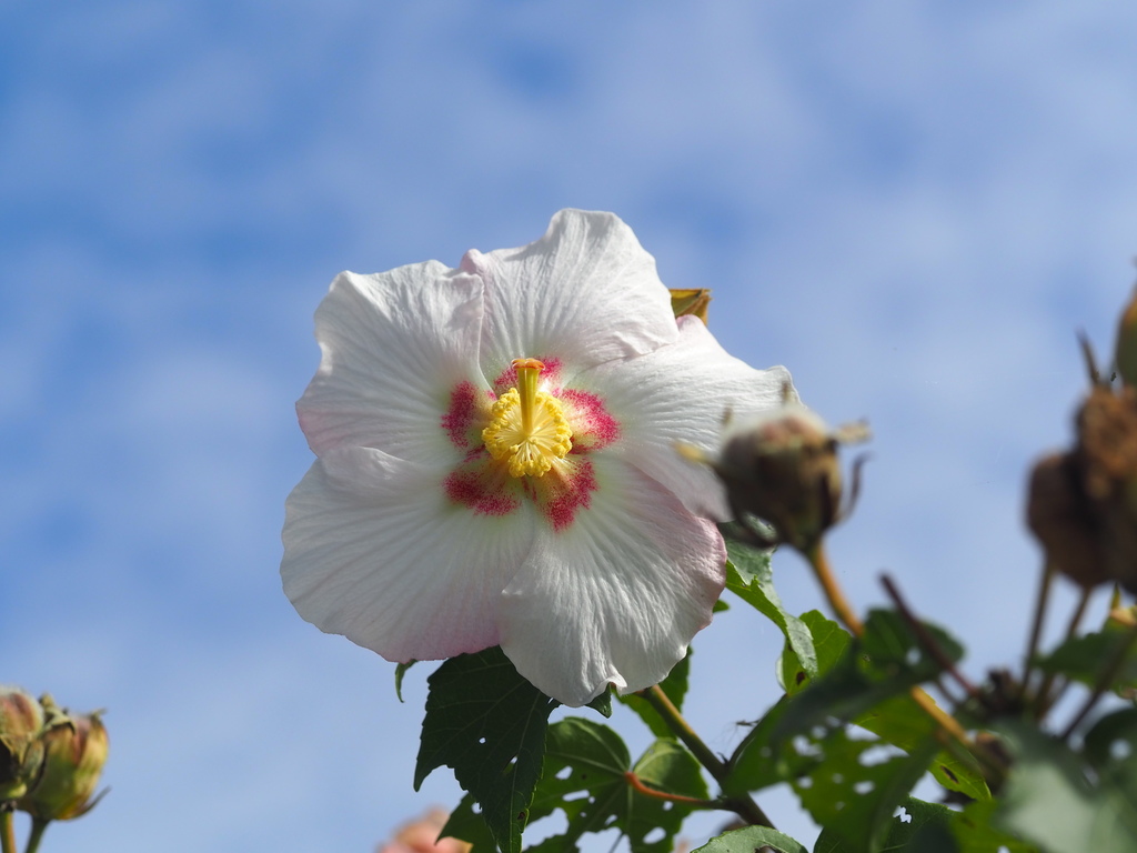Cẩm chướng biển – Hibiscus taiwanensis