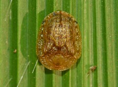 Laccoptera corrugata