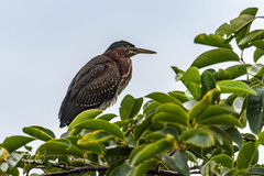 Butorides virescens image