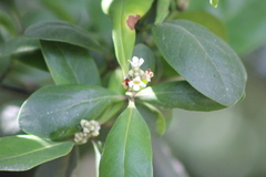 Avicennia schaueriana