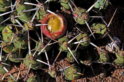 Maihueniopsis glomerata
