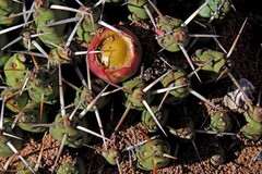 Maihueniopsis molfinoi