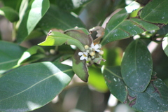 Avicennia schaueriana