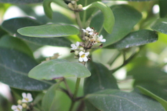Avicennia schaueriana
