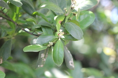 Avicennia schaueriana