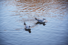 Chroicocephalus ridibundus