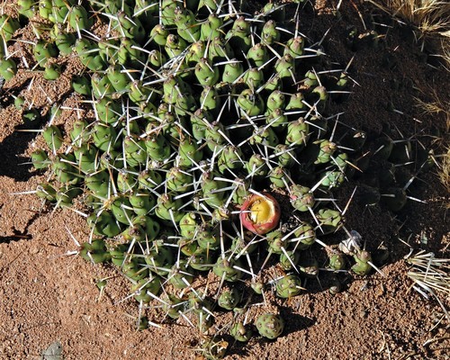 Maihueniopsis glomerata