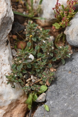 Clinopodium nanum