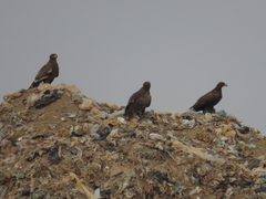 Aquila nipalensis