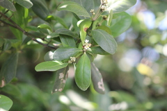 Avicennia schaueriana