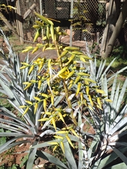 Alcantarea acuminatifolia