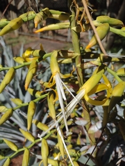 Alcantarea acuminatifolia