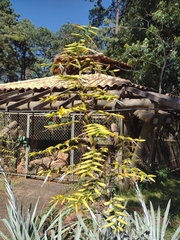 Alcantarea acuminatifolia
