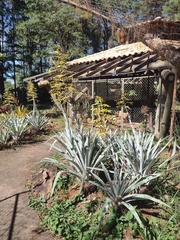 Alcantarea acuminatifolia