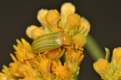Zonitis dunniana