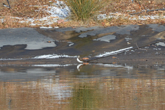 Actitis hypoleucos