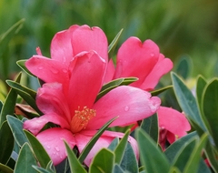 Camellia azalea