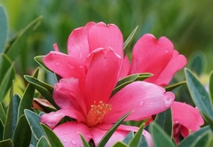 Camellia azalea