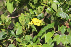 Stigmaphyllon ciliatum