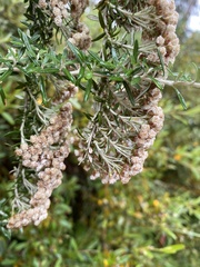 Ozothamnus secundiflorus