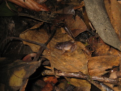 Adenomera hylaedactyla