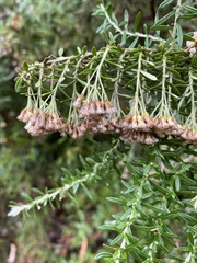 Ozothamnus secundiflorus