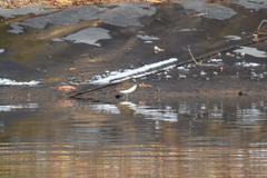 Actitis hypoleucos