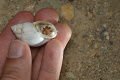 Rabdotus schiedeanus