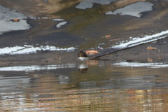 Actitis hypoleucos