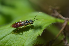 Pamphiliidae