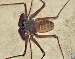 Phrynus operculatus