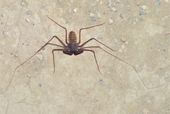Phrynus operculatus