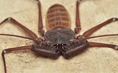 Phrynus operculatus
