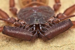 Phrynus operculatus