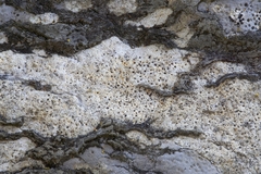 Bagliettoa calciseda