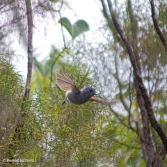 Terpsiphone bourbonnensis