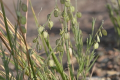 Hebecarpa barbeyana