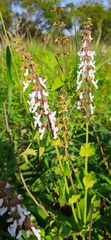 Orthosiphon thymiflorus