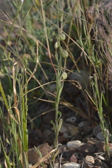 Hebecarpa barbeyana