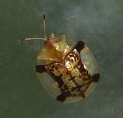 Aspidimorpha quinquefasciata