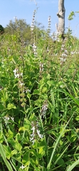 Orthosiphon thymiflorus