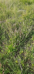 Orthosiphon thymiflorus