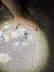 Isopedella saundersi