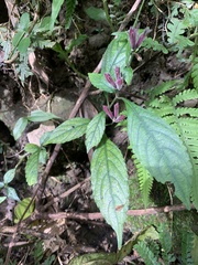 Strobilanthes pentastemonoides