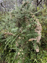 Ozothamnus secundiflorus